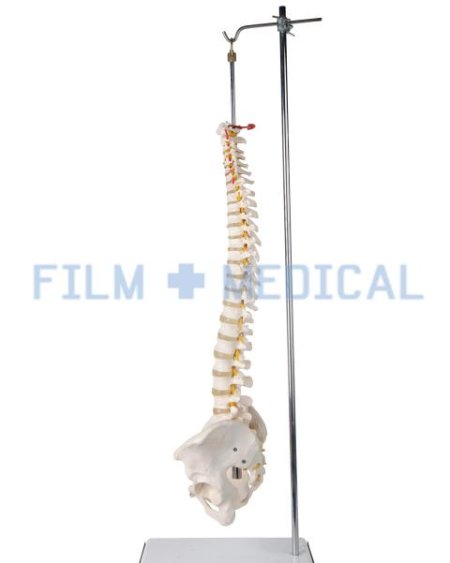 Spine Model on Stand